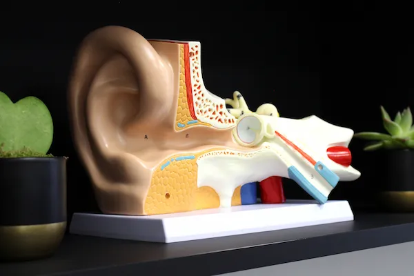 Ear anatomy model used at Fresh Hearing to explain hearing aid fittings and repairs